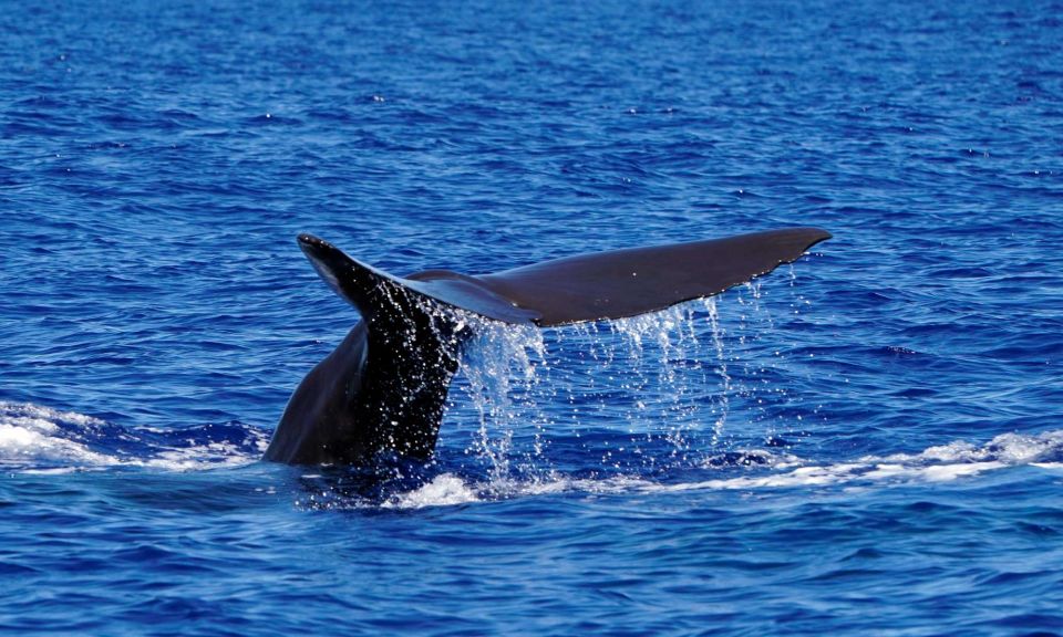 Funchal: Dolphin and Whale Watching Cruise - Exploring Madeiras Coastline