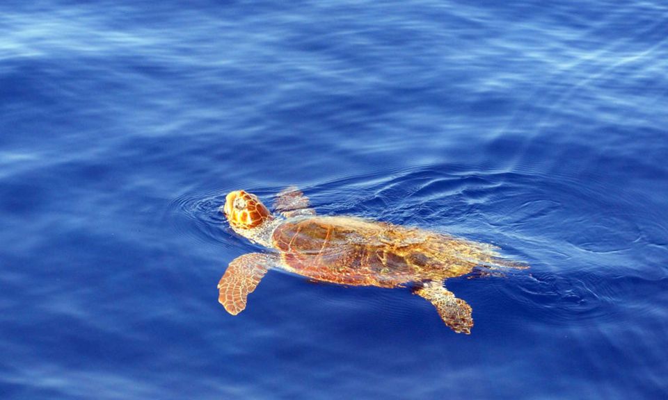 Funchal: Dolphin and Whale Watching Cruise - Frequently Asked Questions
