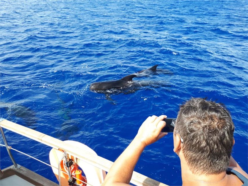 Funchal: Dolphin and Whale Watching Sailing Trip - Important Information
