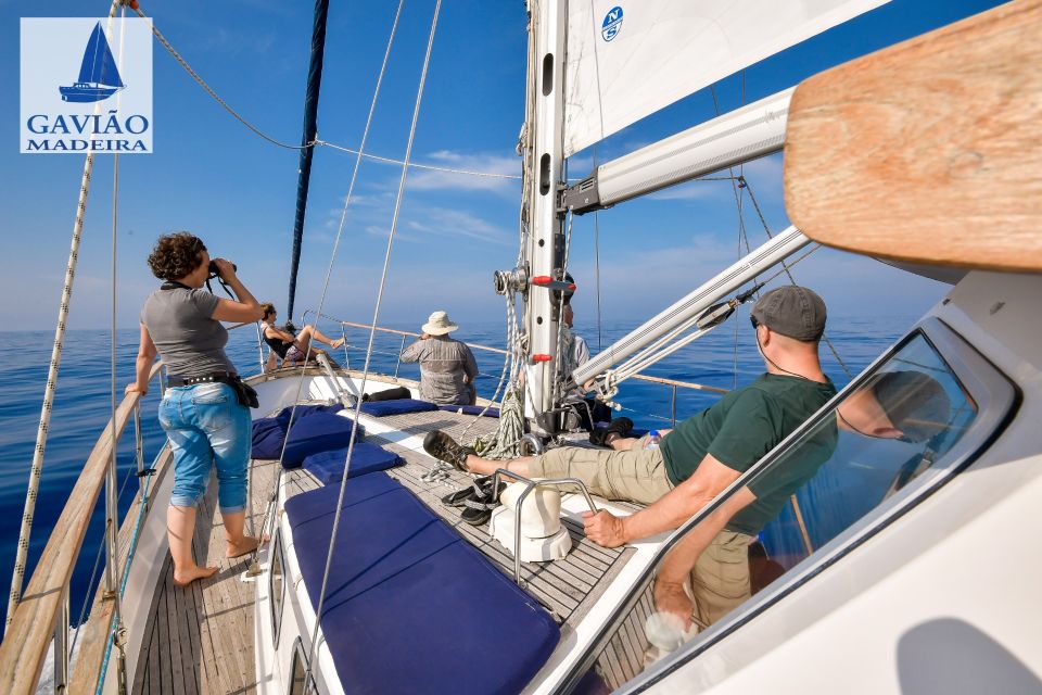 Funchal: Dolphin and Whale Watching Sailing Trip - Exploring Funchal Marina
