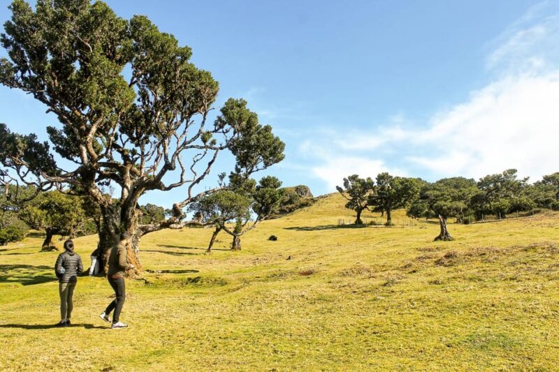 Funchal: Enchanted Terraces, Porto do Moniz & Fanal 4WD Tour - Key Points