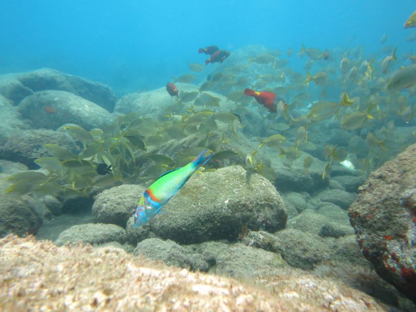 Funchal: Equipment Rental for Snorkeling Adventure - Key Points