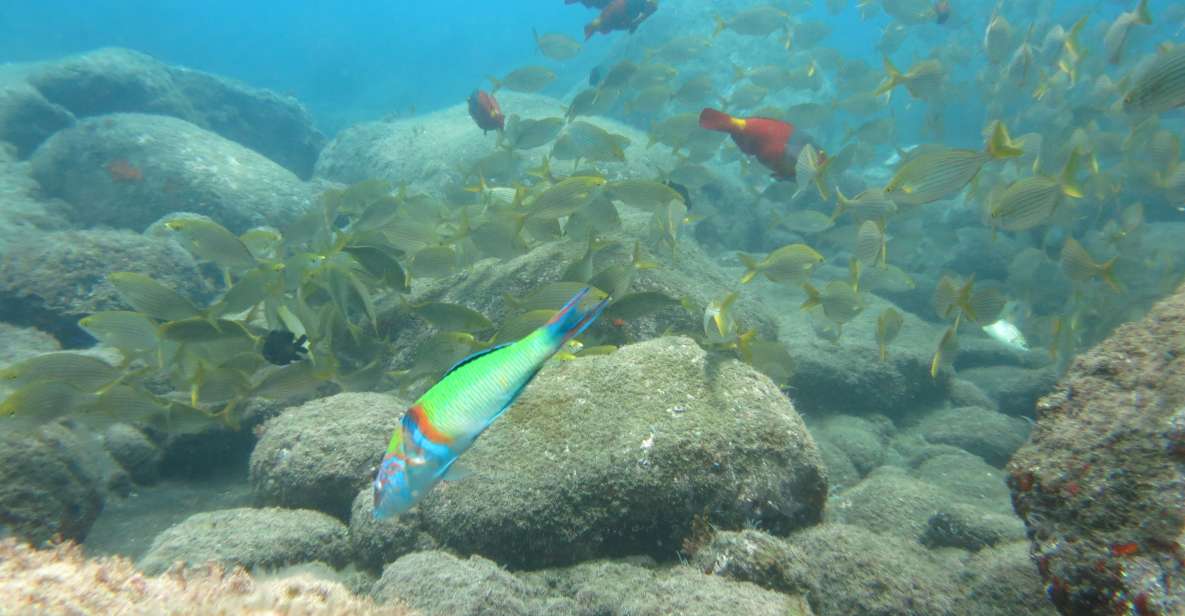 Funchal: Equipment Rental for Snorkeling Adventure - Highlights of the Adventure