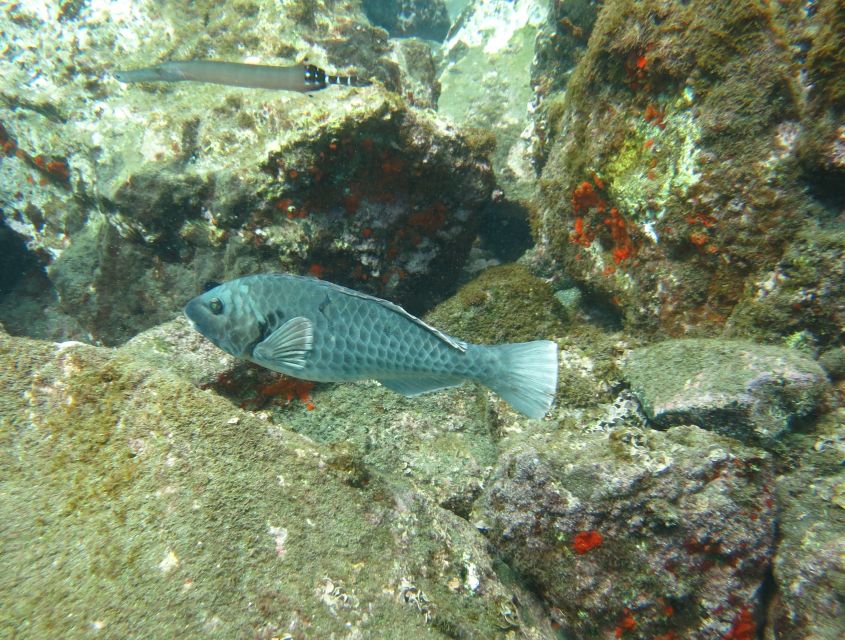 Funchal: Equipment Rental for Snorkeling Adventure - Instructor Qualifications