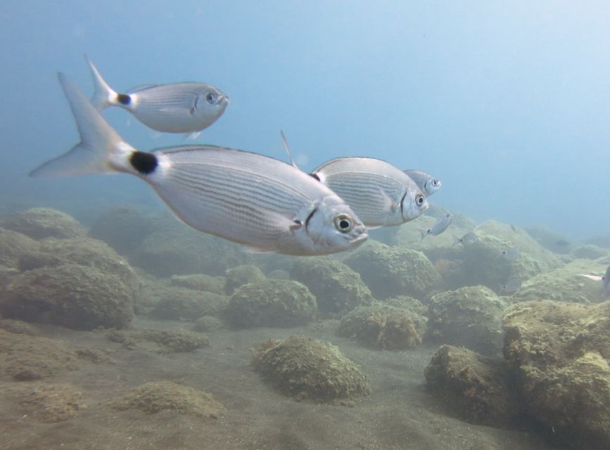Funchal: Equipment Rental for Snorkeling Adventure - Frequently Asked Questions