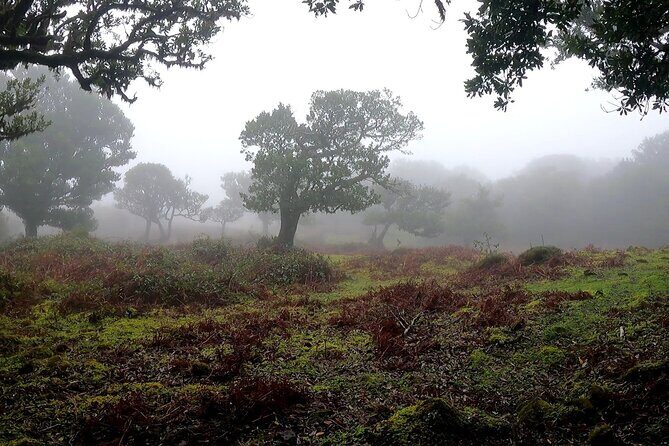 Funchal: Experiência 4WD Skywalk para Seixal Porto Moniz, Fanal - The Experience and the Guides