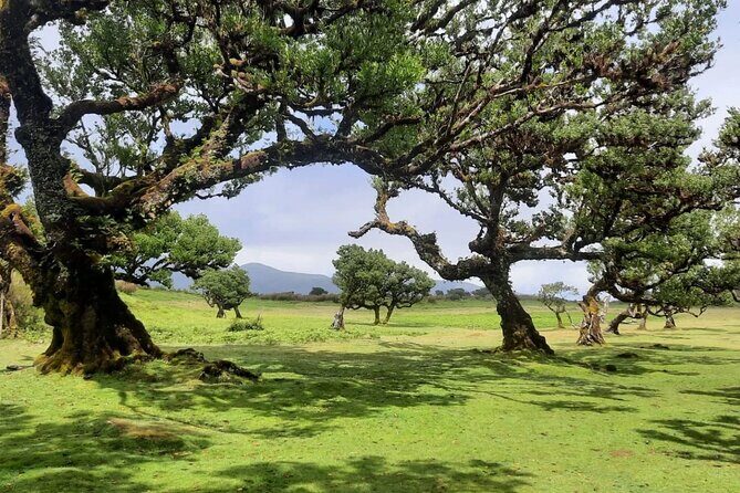 Funchal: Experiência 4WD Skywalk para Seixal Porto Moniz, Fanal - The Sum Up