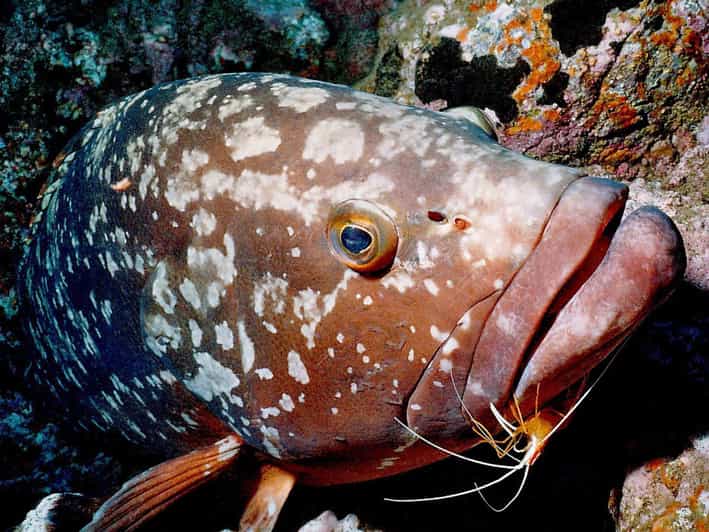 Funchal: Garajau national park - certified divers - Key Points  