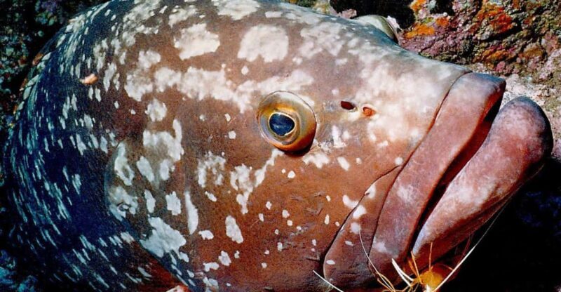 Funchal: Garajau national park - certified divers - Safety and Practical Details  