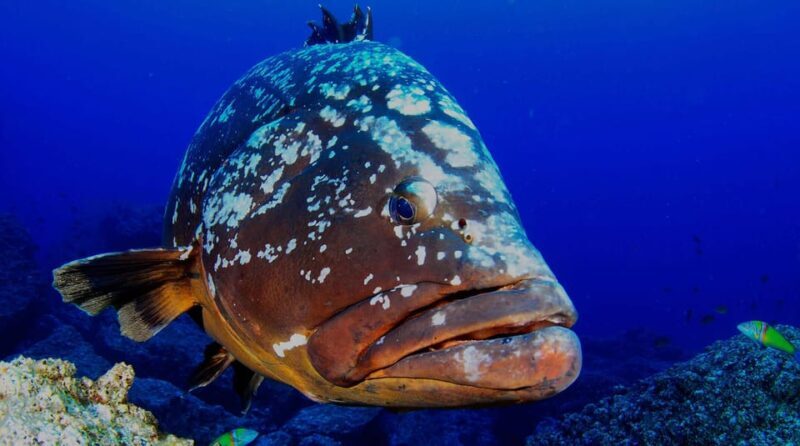 Funchal: Garajau national park - certified divers - Who Will Love This Experience?  