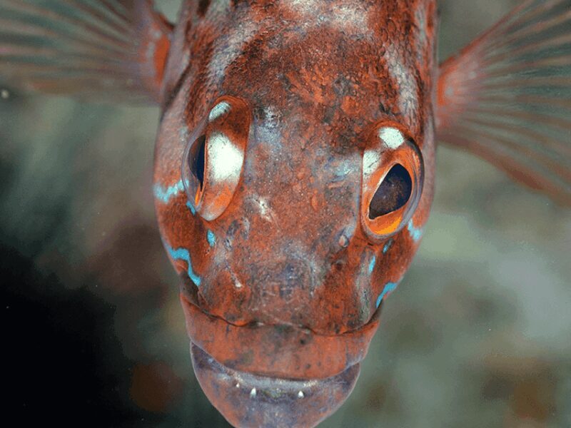 Funchal: Garajau national park - certified divers - FAQs  