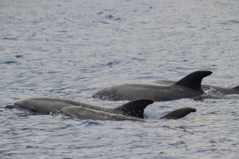 Funchal: Guarantee Wild Dolphin&Whale Watching by RIB - The Experience: What You Can Expect
