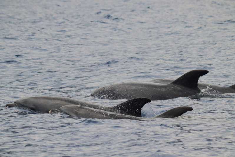 Funchal: Guarantee Wild Dolphin&Whale Watching by RIB - Whats Included and Whats Not