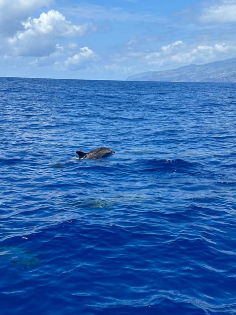 Funchal: Guarantee Wild Dolphin&Whale Watching by RIB - What We Love About This Tour