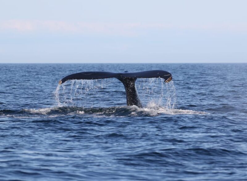 Funchal: Guarantee Wild Dolphin&Whale Watching by RIB - Who Should Consider This Tour?