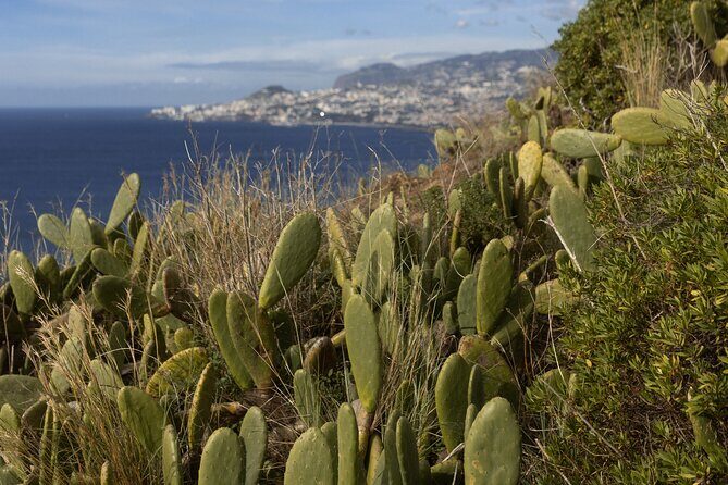 Funchal highlights 5h Private Tour in Madeira - FAQ