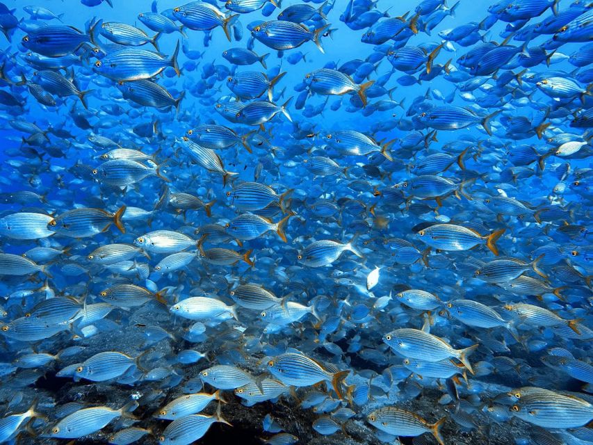 Funchal: Marine Reserve of Garajau Snorkeling Trip - Customer Ratings and Feedback