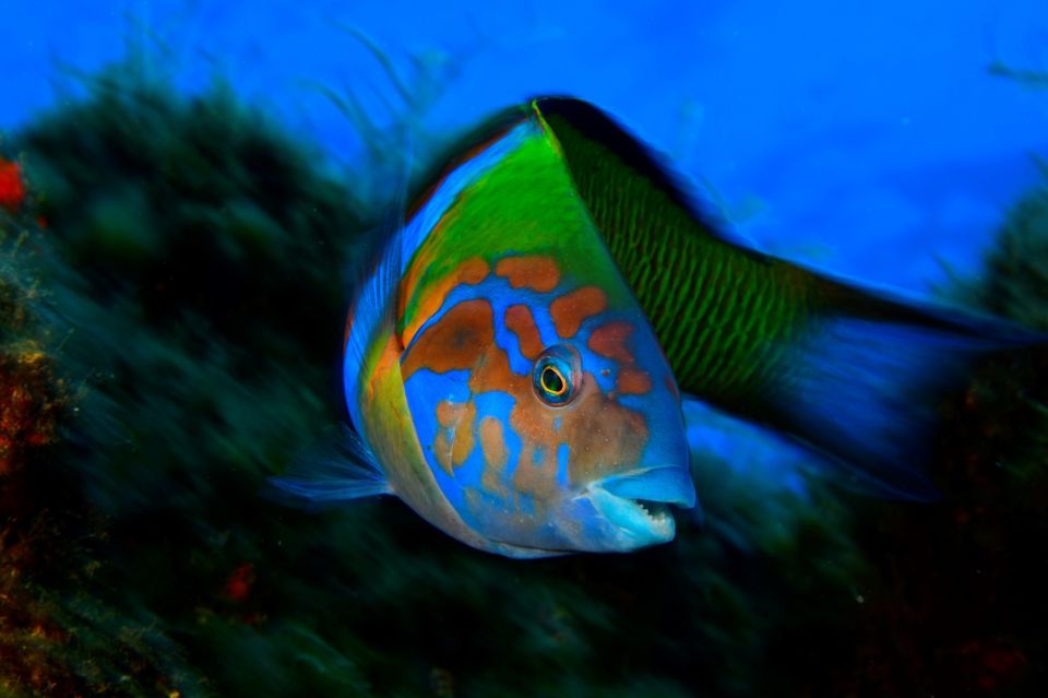Funchal: Marine Reserve of Garajau Snorkeling Trip - What to Bring