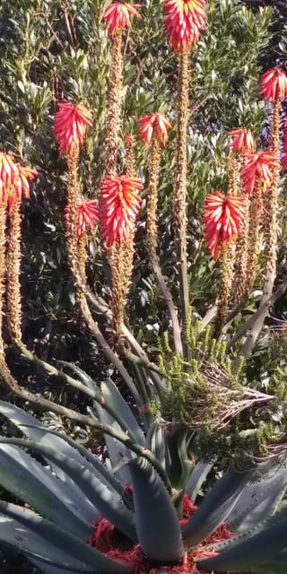 Funchal: Nuns Valley Easy Walk with Mountain Surroundings - Key Points