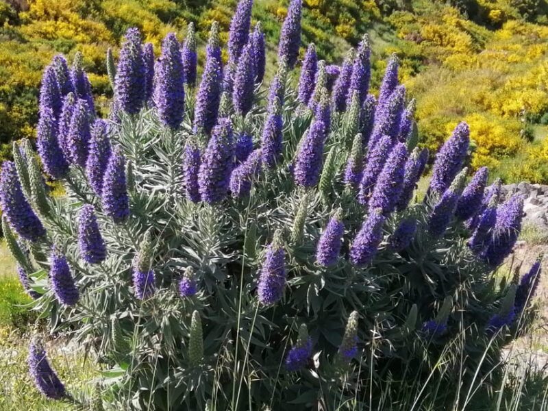 Funchal: Nuns Valley Easy Walk with Mountain Surroundings - Starting Point: Pico dos Barcelos