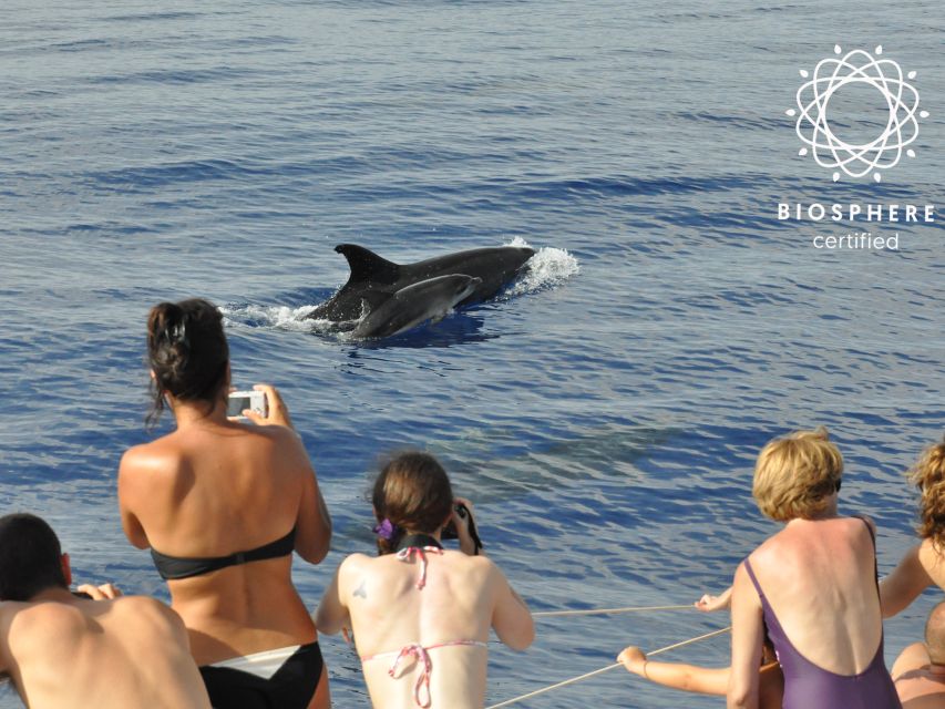 Funchal: Pico Arieiro, Christ the King, and Dolphin Watching - Logistics and Restrictions