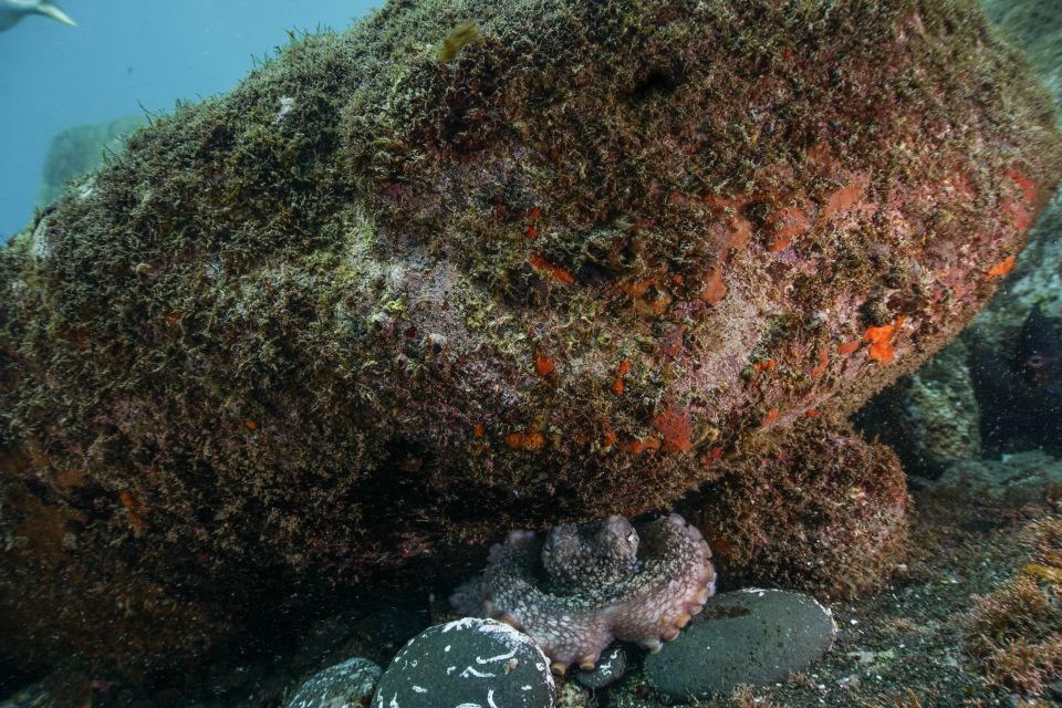 Funchal: Scuba Diving Experience for Beginners - Safety and Training Session