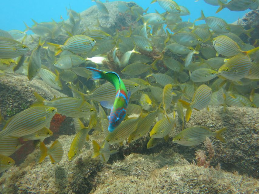Funchal: Scuba Diving Experience for Beginners - Exploring the Underwater Reef