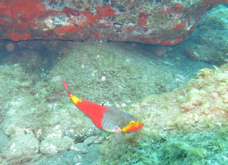 Funchal: Scuba Diving Experience for Beginners - Frequently Asked Questions