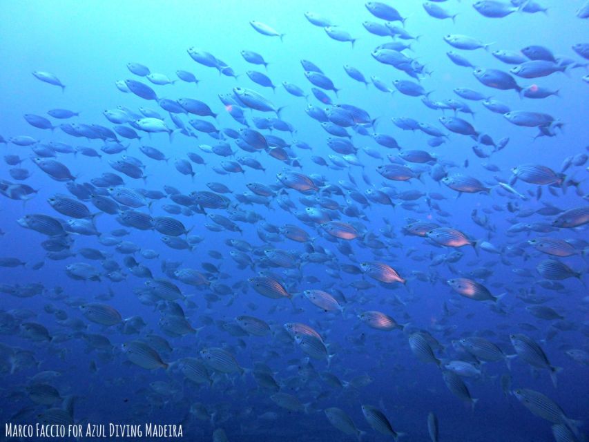 Funchal: Scuba Diving Experience for Beginners - Participant Requirements