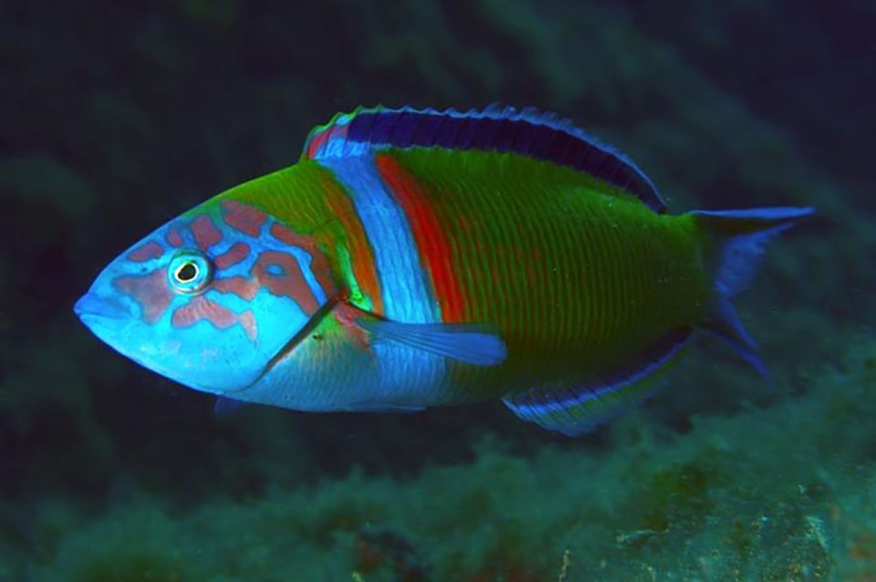 Funchal: Scuba Diving Experience for Beginners - Certificate of Participation