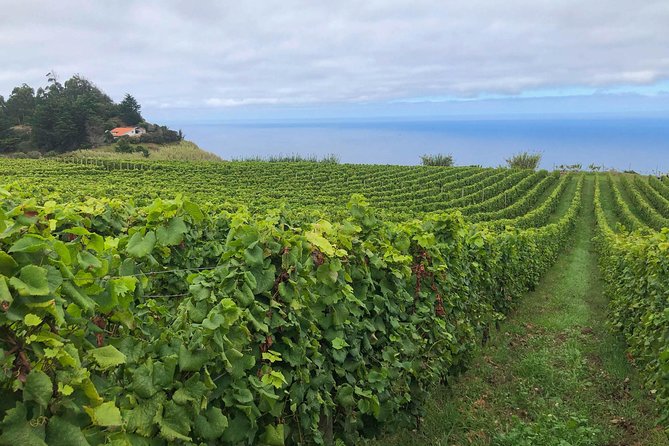 Funchal Small-Group Food and Drinks Tour  - Madeira - Cancellation Policy and Refund Flexibility