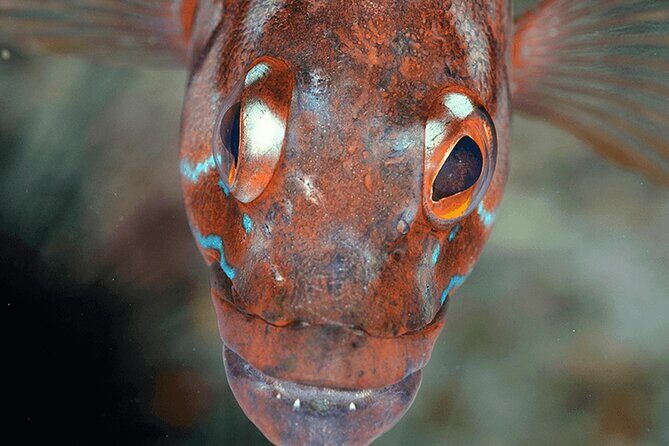 Funchal: Snorkeling Adventure in Eco-Park / Shore or by Boat - Detailed Review of the Snorkeling Adventure