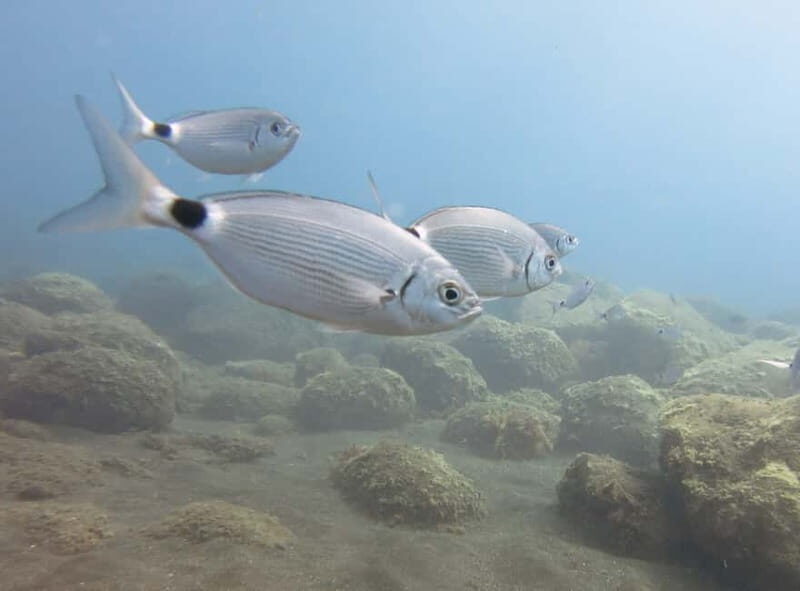Funchal: Snorkeling Adventure in Eco-Park / Shore or by Boat - The Reviews Speak for Themselves