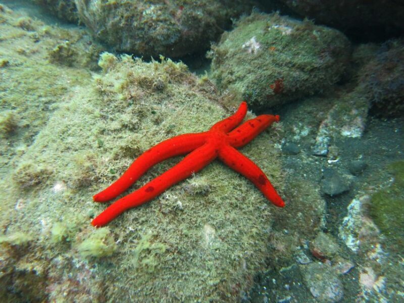 Funchal: Snorkeling Adventure in Eco-Park / Shore or by Boat - Who Will Love This Tour?