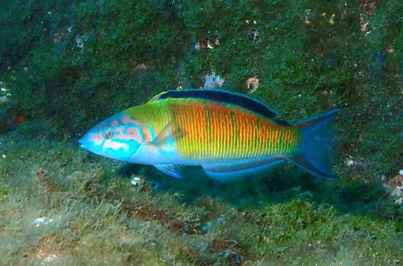 Funchal: Snorkeling Adventure in Eco-Park / Shore or by Boat - FAQs