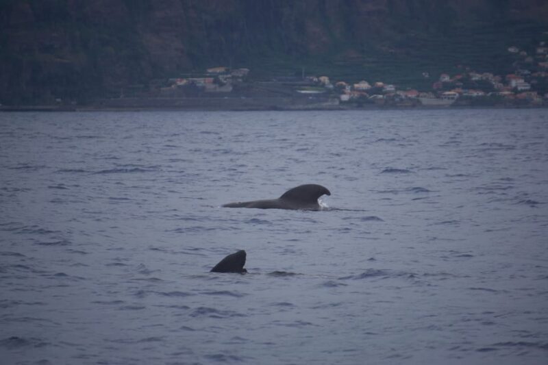 Funchal: Sunset over water by RIB boat +opt Dolphin/Whale - The Sum Up