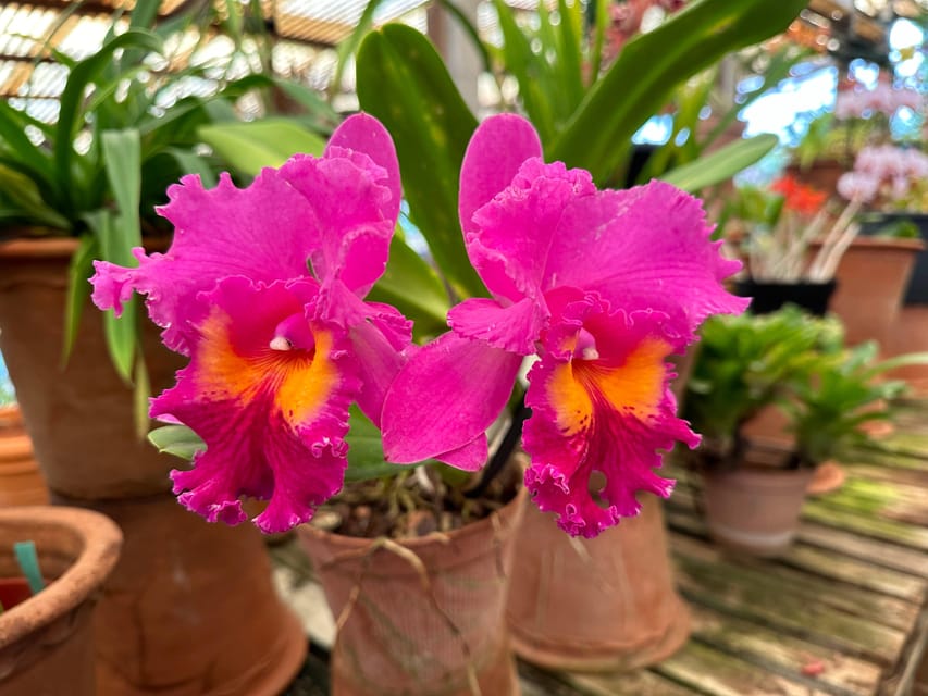 Funchal Tuk Tuk Guided Tour & Orchid Garden - Highlights and Itinerary