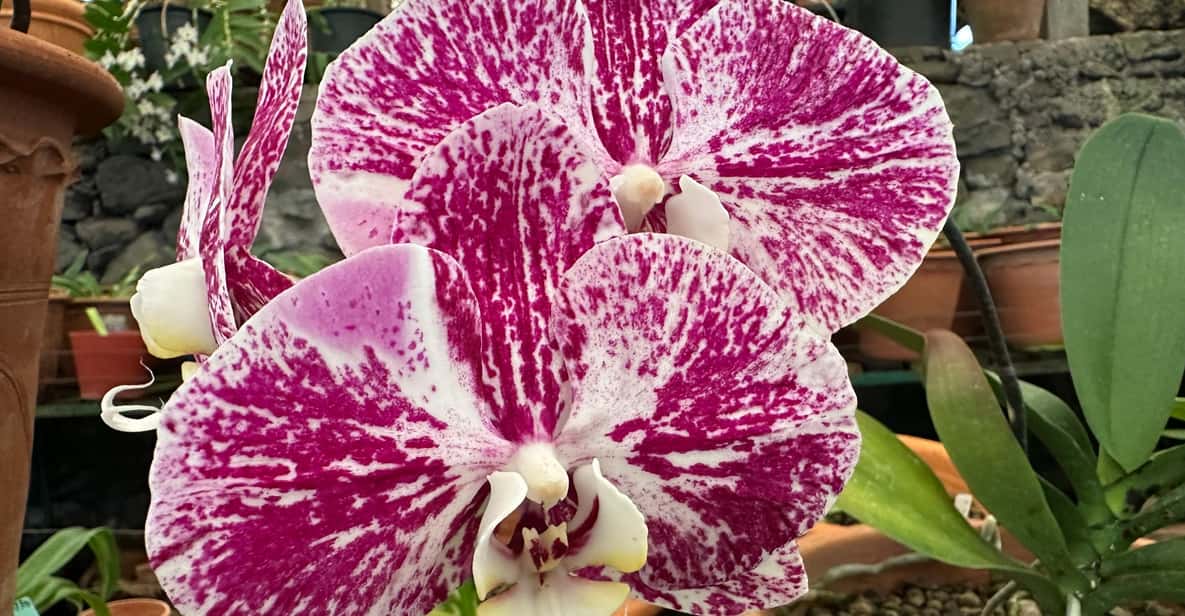Funchal Tuk Tuk Guided Tour & Orchid Garden - Pickup and Transportation
