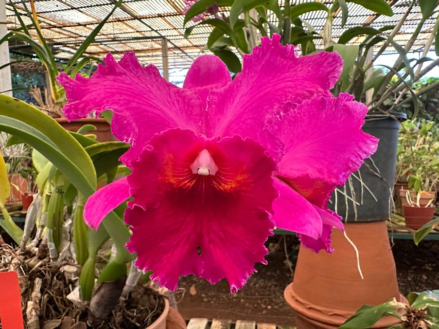 Funchal Tuk Tuk Guided Tour & Orchid Garden - Guides and Languages