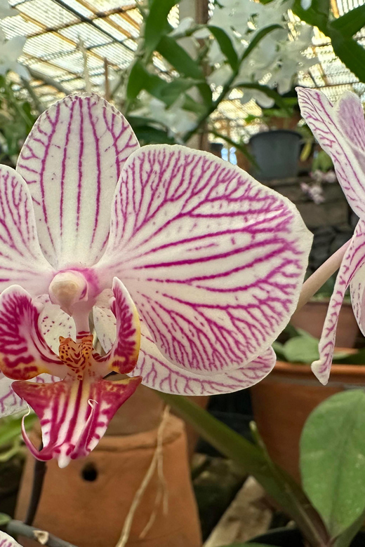 Funchal Tuk Tuk Guided Tour & Orchid Garden - Orchid Garden Experience