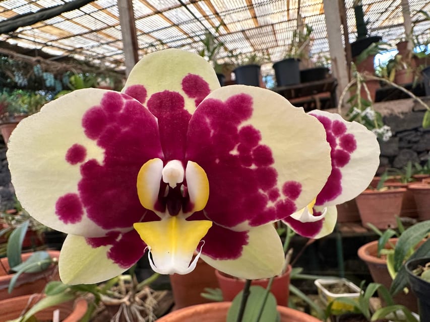 Funchal Tuk Tuk Guided Tour & Orchid Garden - Pricing and Booking Details