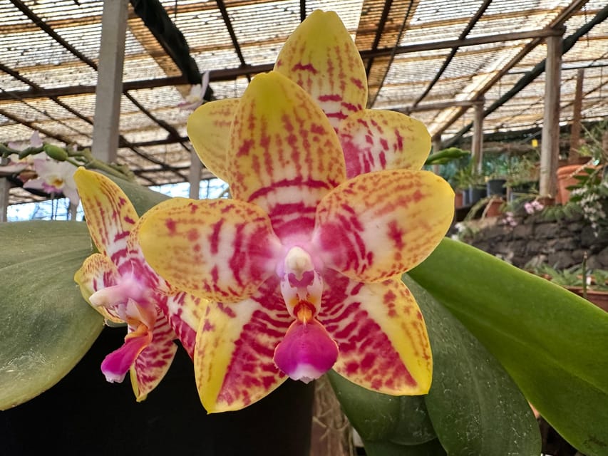 Funchal Tuk Tuk Guided Tour & Orchid Garden - Participant Information