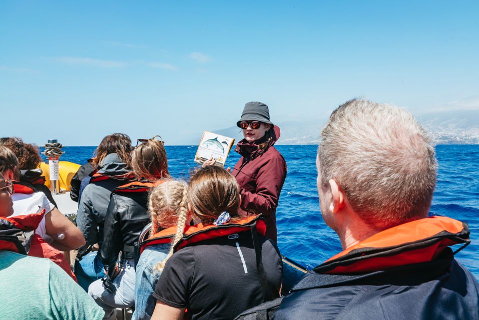 Funchal: Whale and Dolphin Watching Speed Boat Tour - Small Group Experience