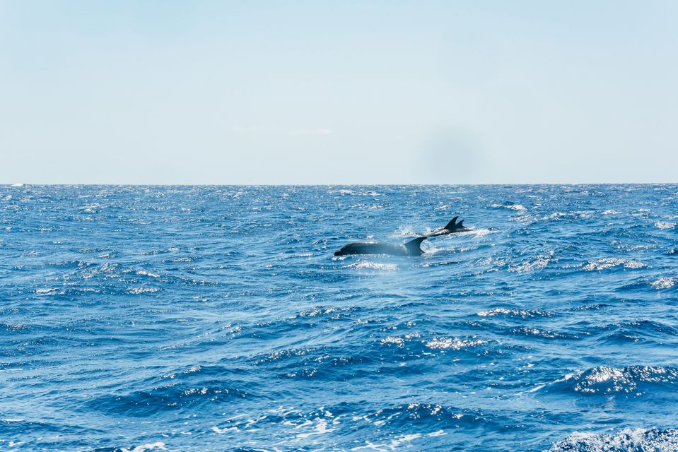 Funchal: Whale and Dolphin Watching Speed Boat Tour - Coastal Exploration