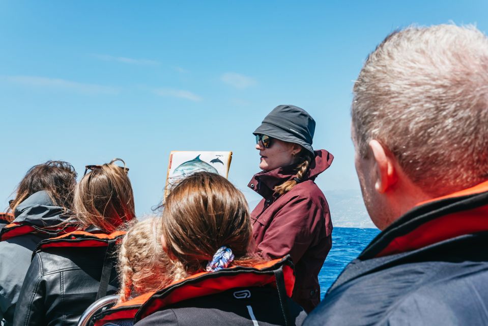 Funchal: Whale and Dolphin Watching Speed Boat Tour - Frequently Asked Questions
