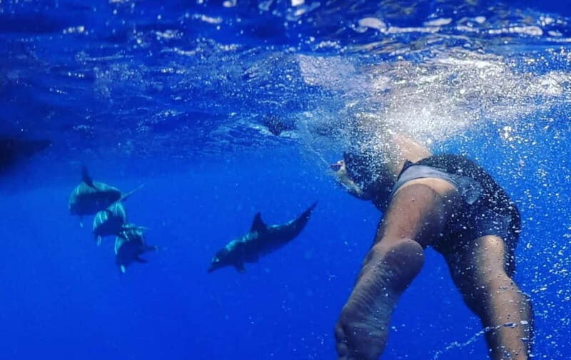 Funchal: Whale Watching and Swimming with Dolphins Cruise - The Experience on the Water