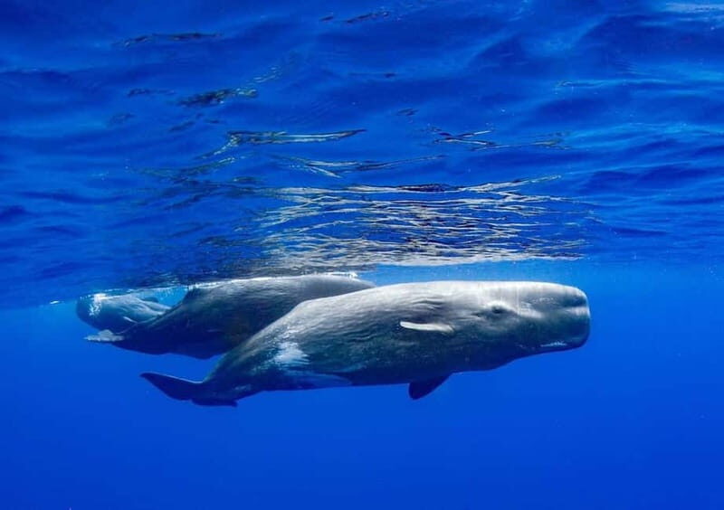 Funchal: Whale Watching and Swimming with Dolphins Cruise - Practical Considerations