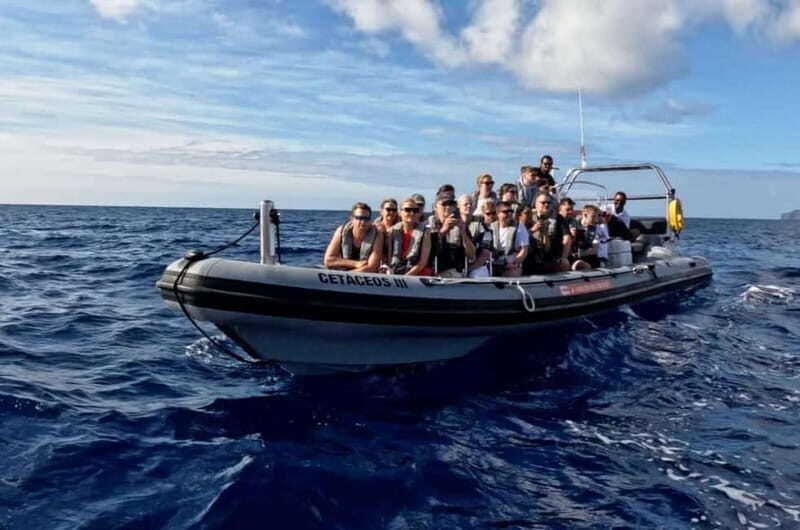 Funchal: Whale Watching and Swimming with Dolphins Cruise - Authentic Experiences and Honest Feedback