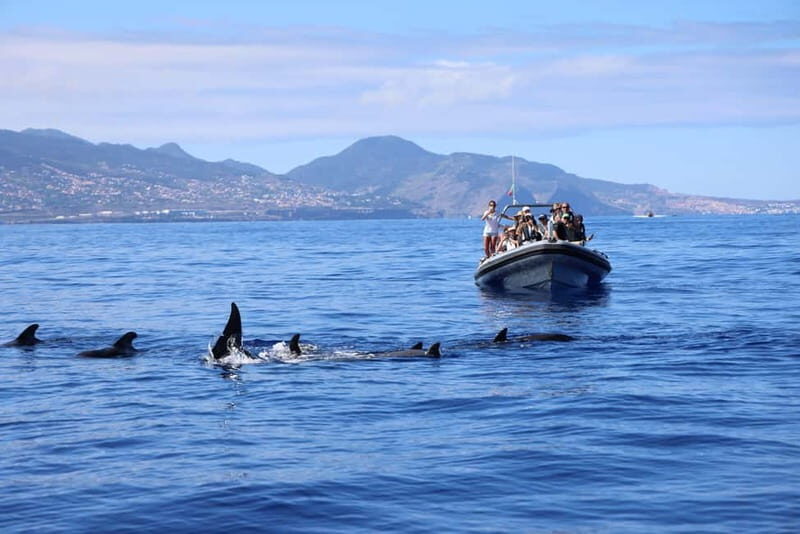 Funchal: Whale Watching and Swimming with Dolphins Cruise - Who Should Consider This Tour?