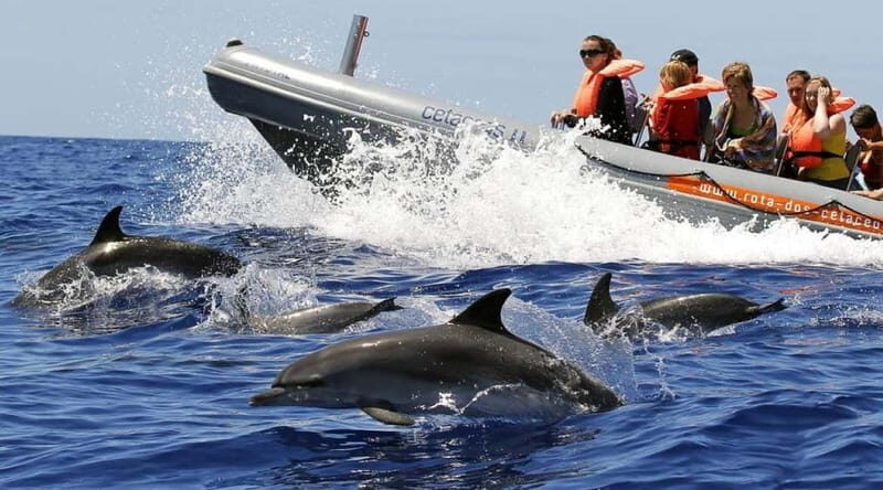 Funchal: Whale Watching and Swimming with Dolphins Cruise - The Sum Up